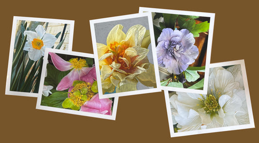 Frilly Daffodil by Judith Seligson - Mourlot Editions - Fine_Art - Poster - Lithograph - Wall Art - Vintage - Prints - Original