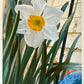 Daffodil by Judith Seligson - Mourlot Editions - Fine_Art - Poster - Lithograph - Wall Art - Vintage - Prints - Original