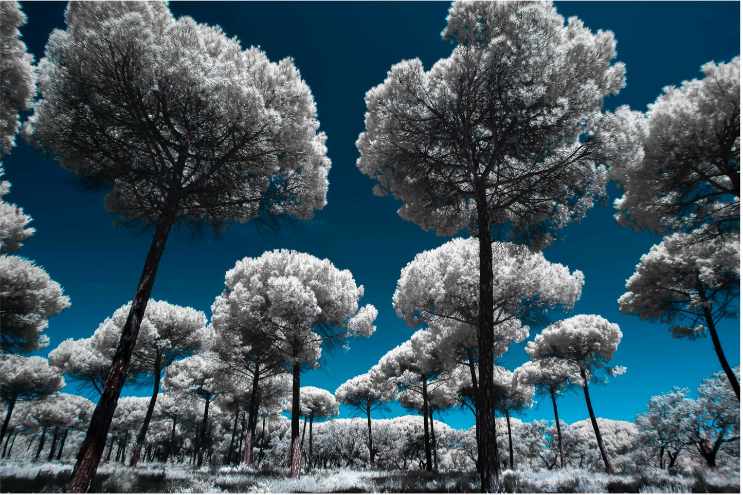 Heavenly Creatures... by Celia Rogge