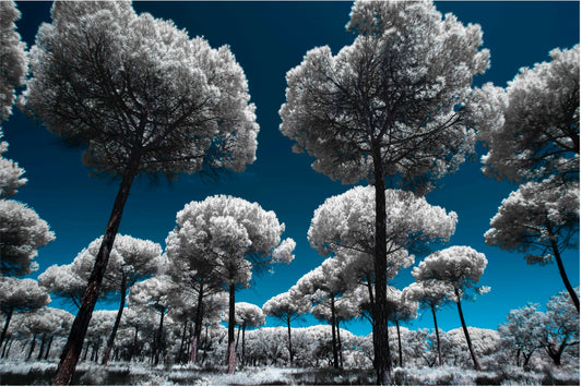 Heavenly Creatures... by Celia Rogge