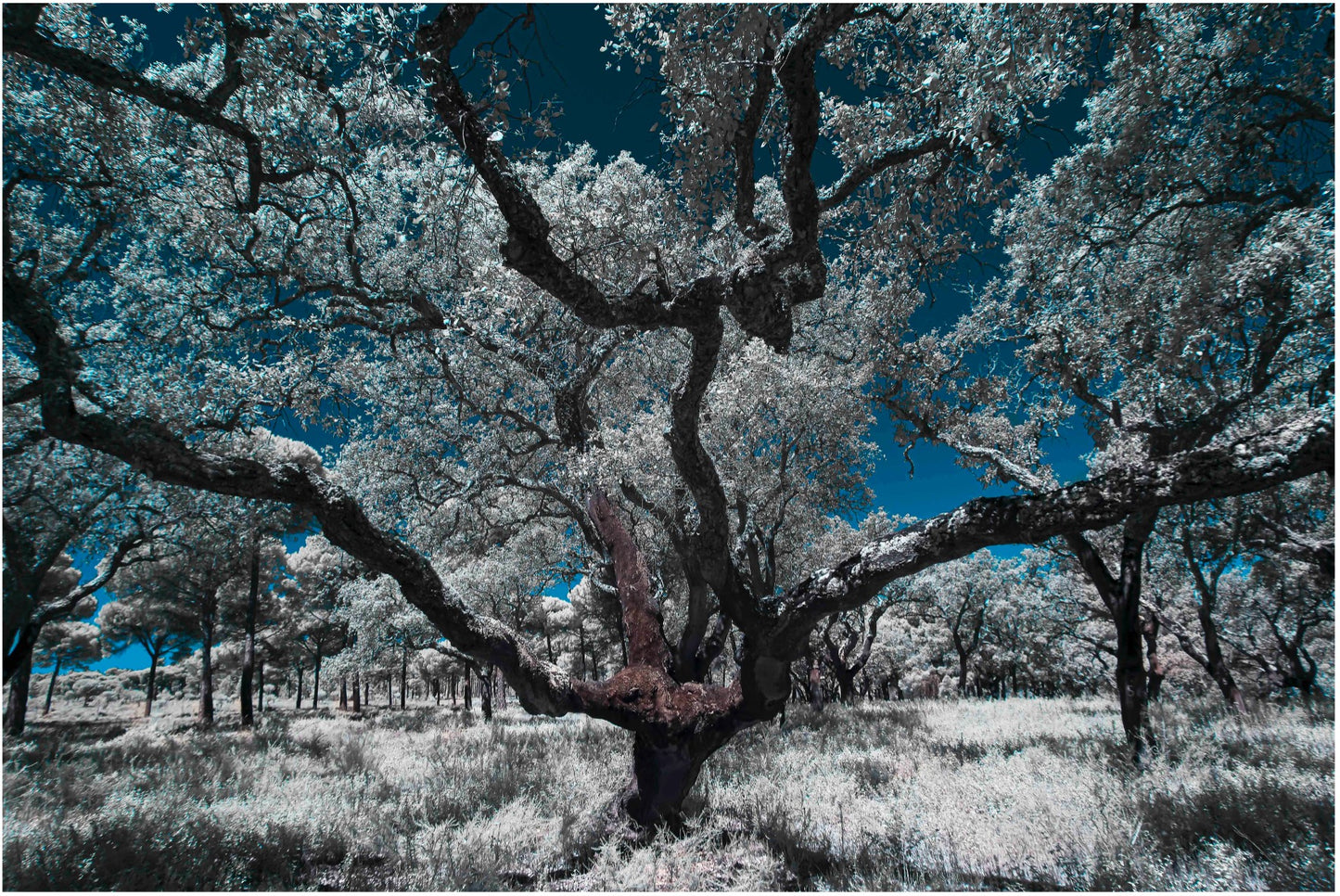 "Witness of the Ages..." by Celia Rogge