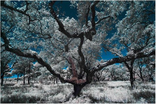 "Witness of the Ages..." by Celia Rogge