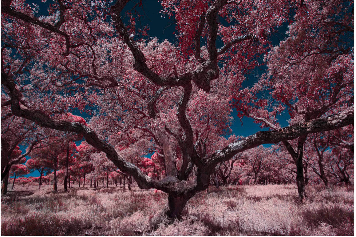 "Witness of the Ages..." by Celia Rogge