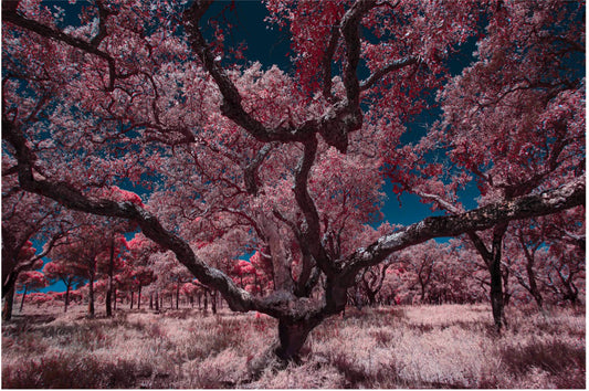 "Witness of the Ages..." by Celia Rogge