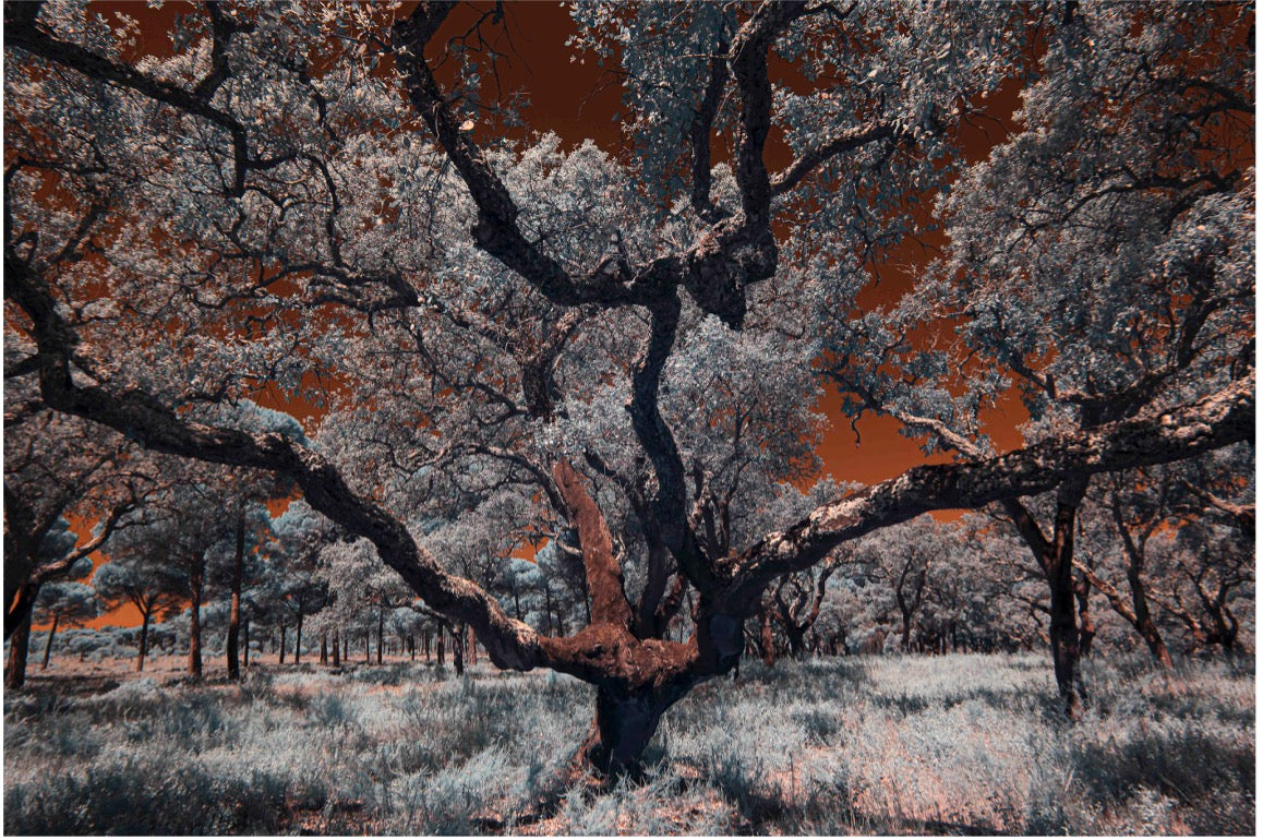 "Witness of the Ages..." by Celia Rogge