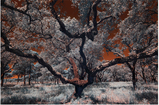 "Witness of the Ages..." by Celia Rogge