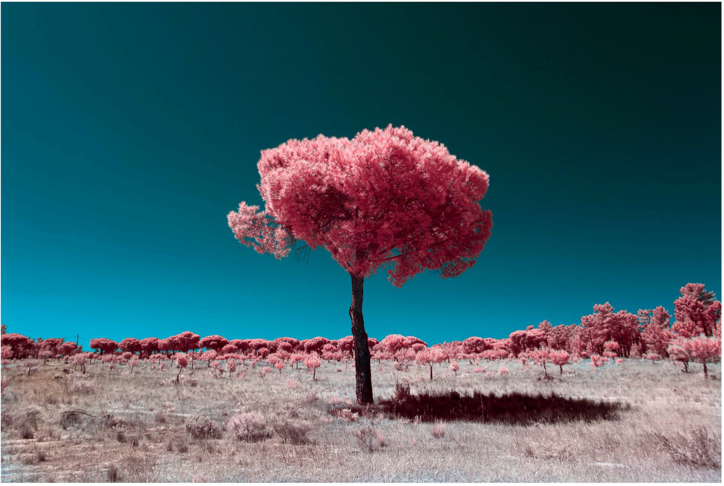 "Lollipop.." by Celia Rogge