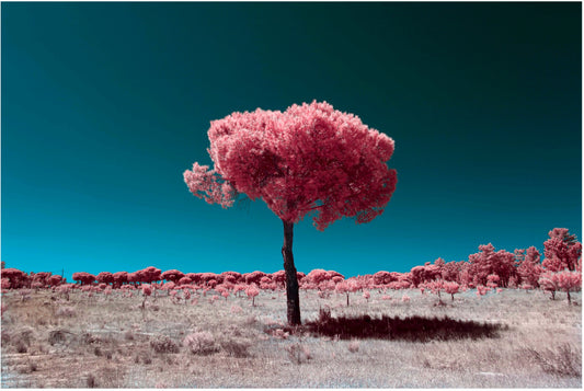 "Lollipop.." by Celia Rogge