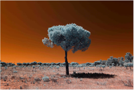 "Lollipop.." by Celia Rogge