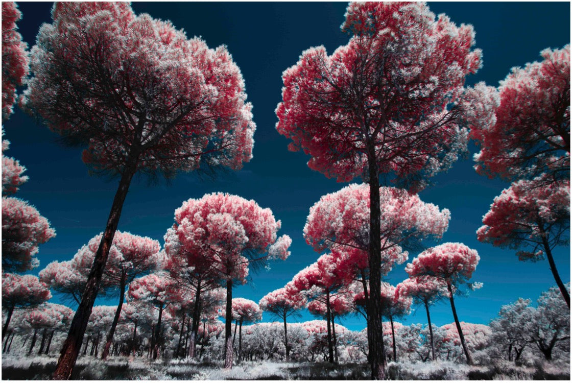 Heavenly Creatures... by Celia Rogge