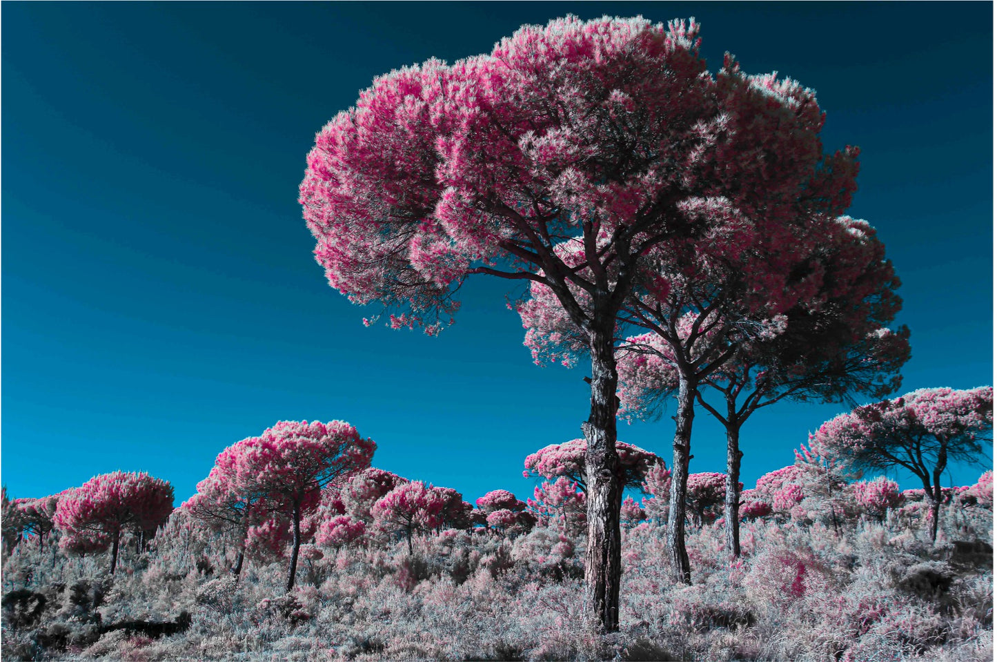 "Threesome..." by Celia Rogge