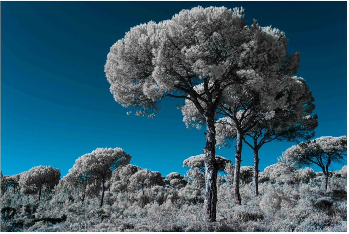 "Threesome..." by Celia Rogge