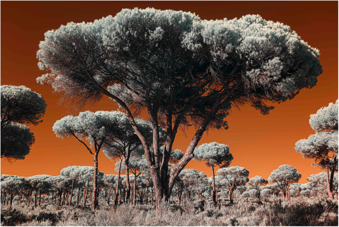 "Out of Comporta..." by Celia Rogge