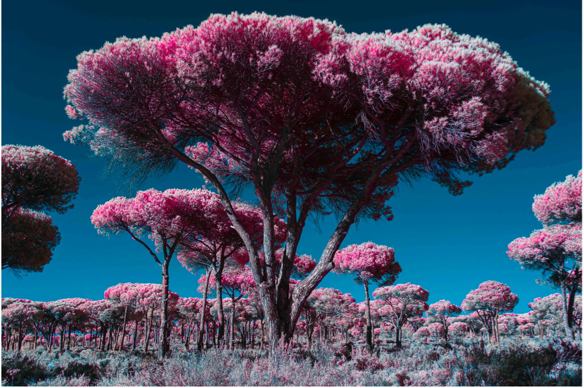 "Out of Comporta..." by Celia Rogge