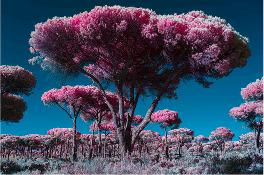 "Out of Comporta..." by Celia Rogge