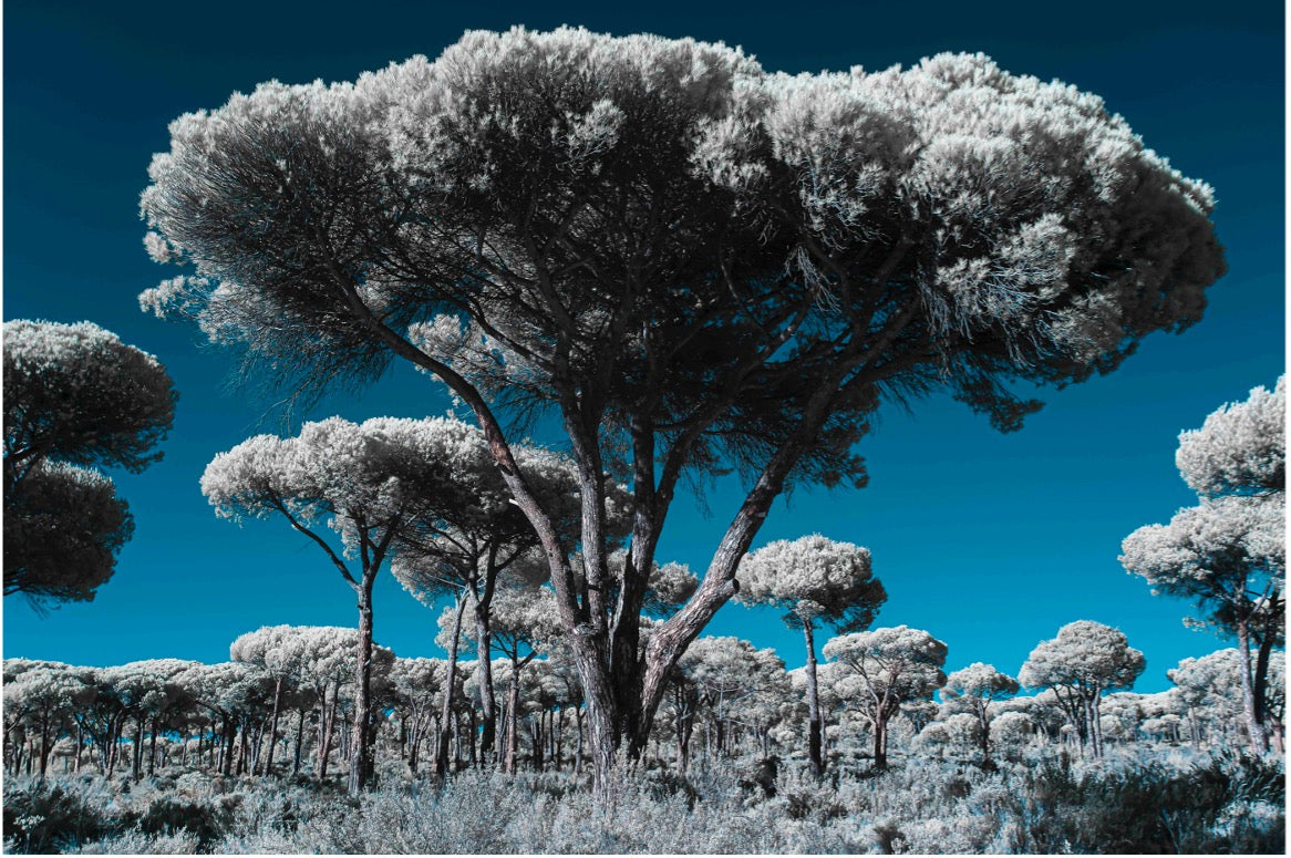 "Out of Comporta..." by Celia Rogge