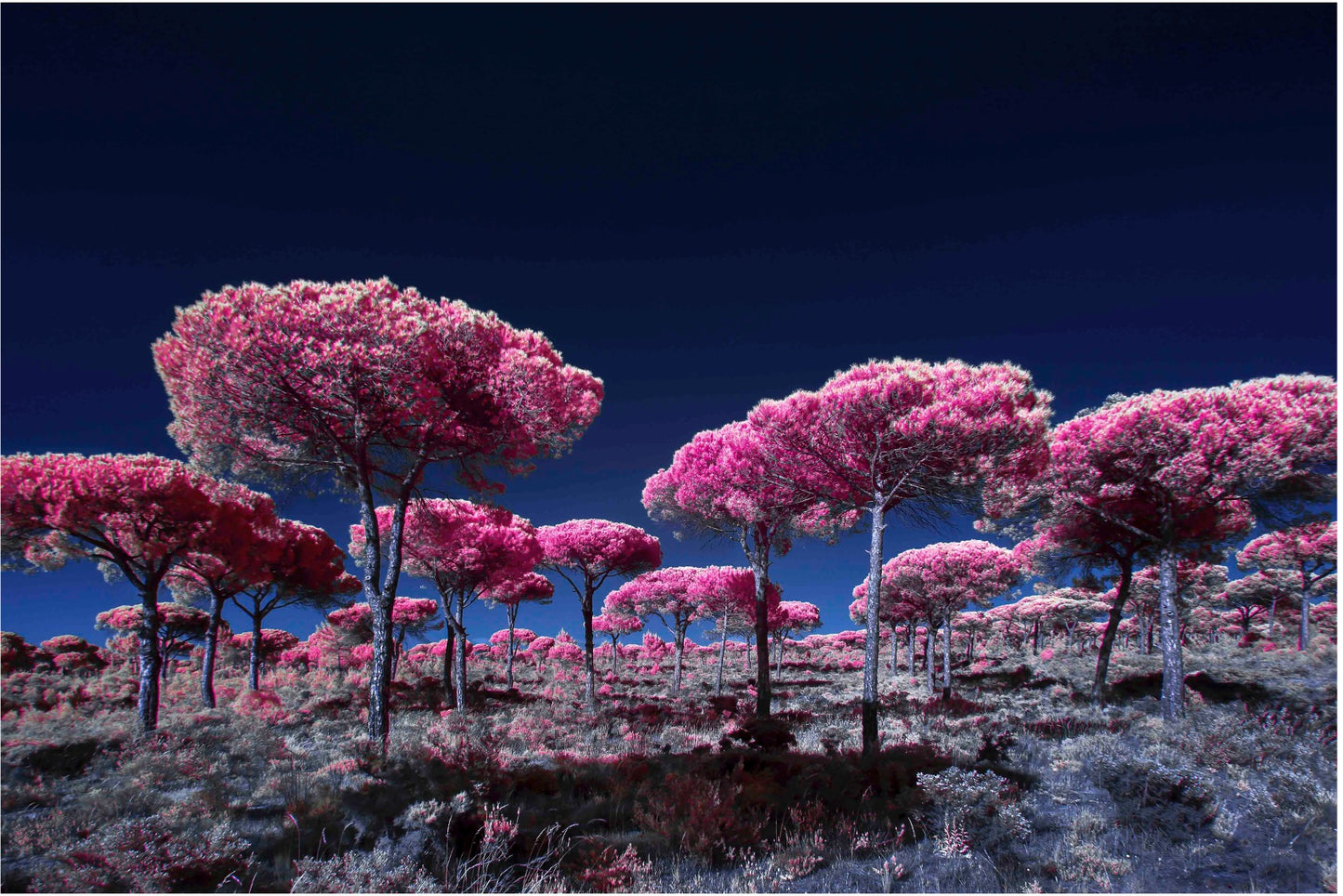 "Fireworks..." by Celia Rogge