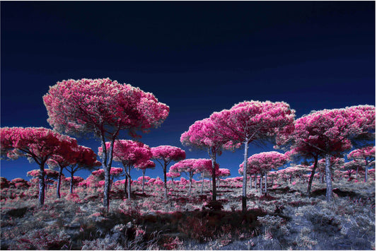 "Fireworks..." by Celia Rogge