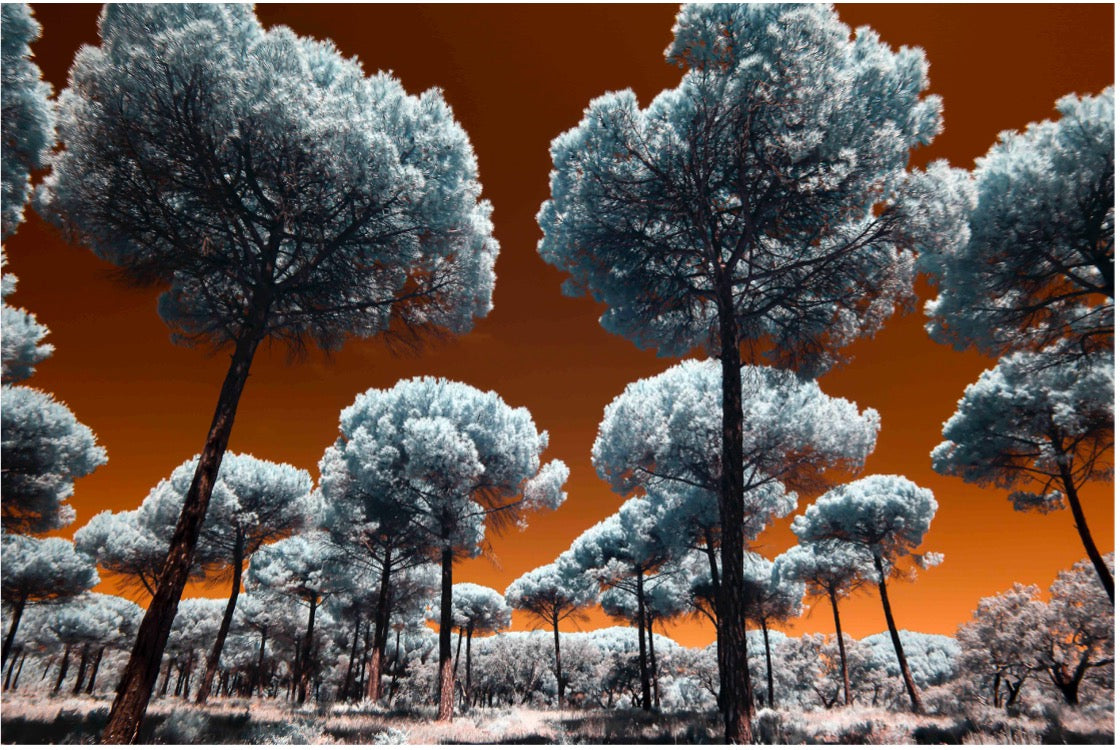 Heavenly Creatures... by Celia Rogge