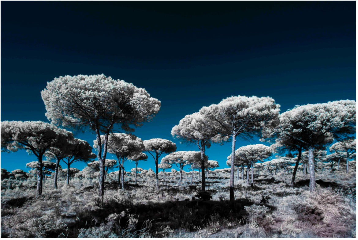 "Fireworks..." by Celia Rogge