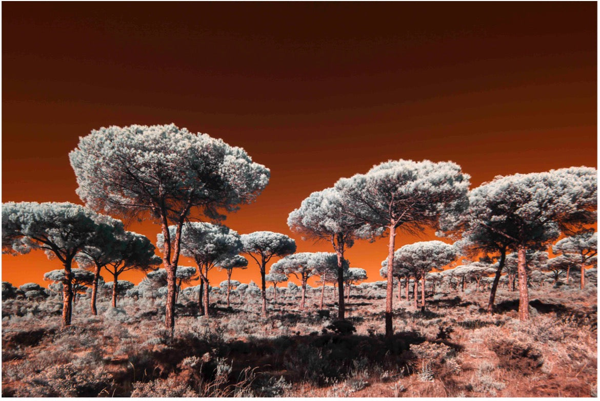 "Fireworks..." by Celia Rogge