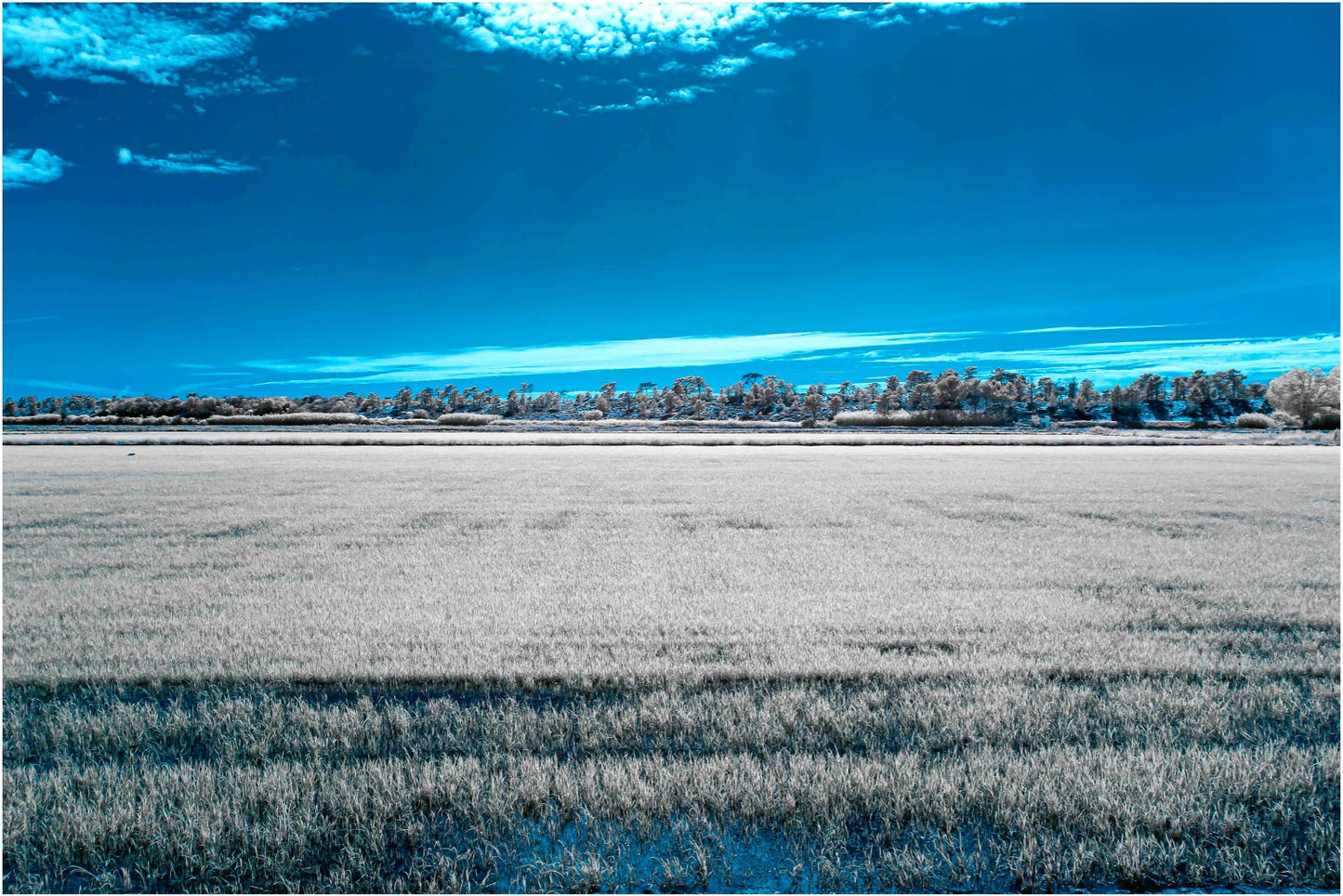 "Field of Dreams..." by Celia Rogge