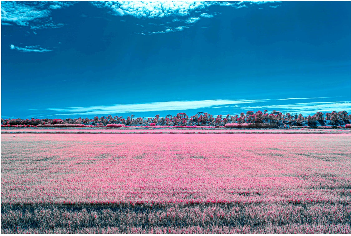 "Field of Dreams..." by Celia Rogge