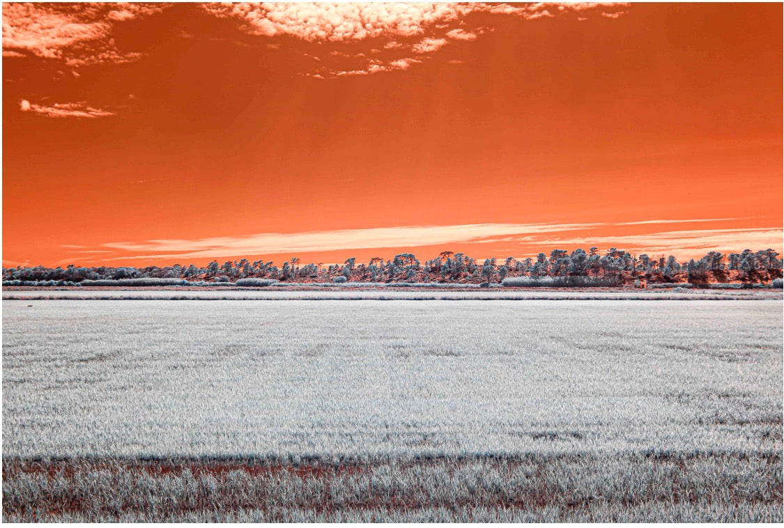 "Field of Dreams..." by Celia Rogge