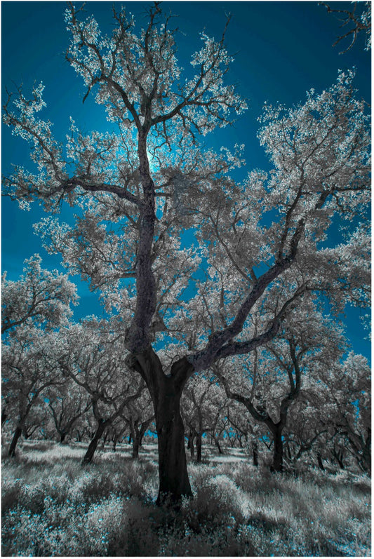 "Celestial Roots..." by Celia Rogge