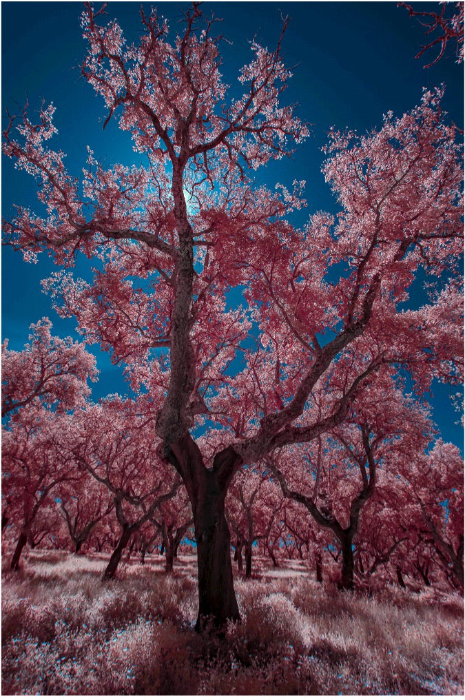 "Celestial Roots..." by Celia Rogge