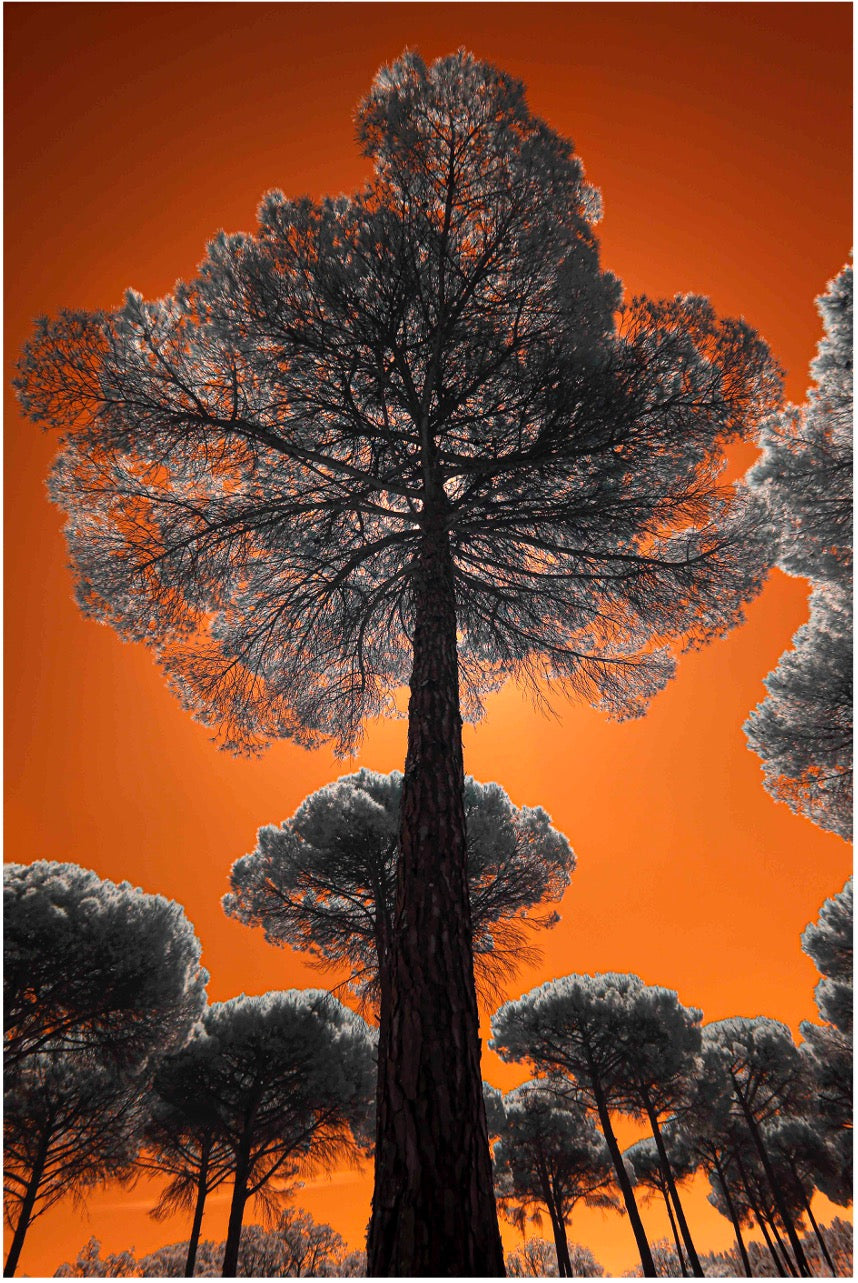 "The Guardian..." by Celia Rogge