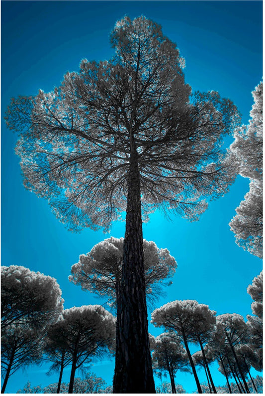 "The Guardian..." by Celia Rogge