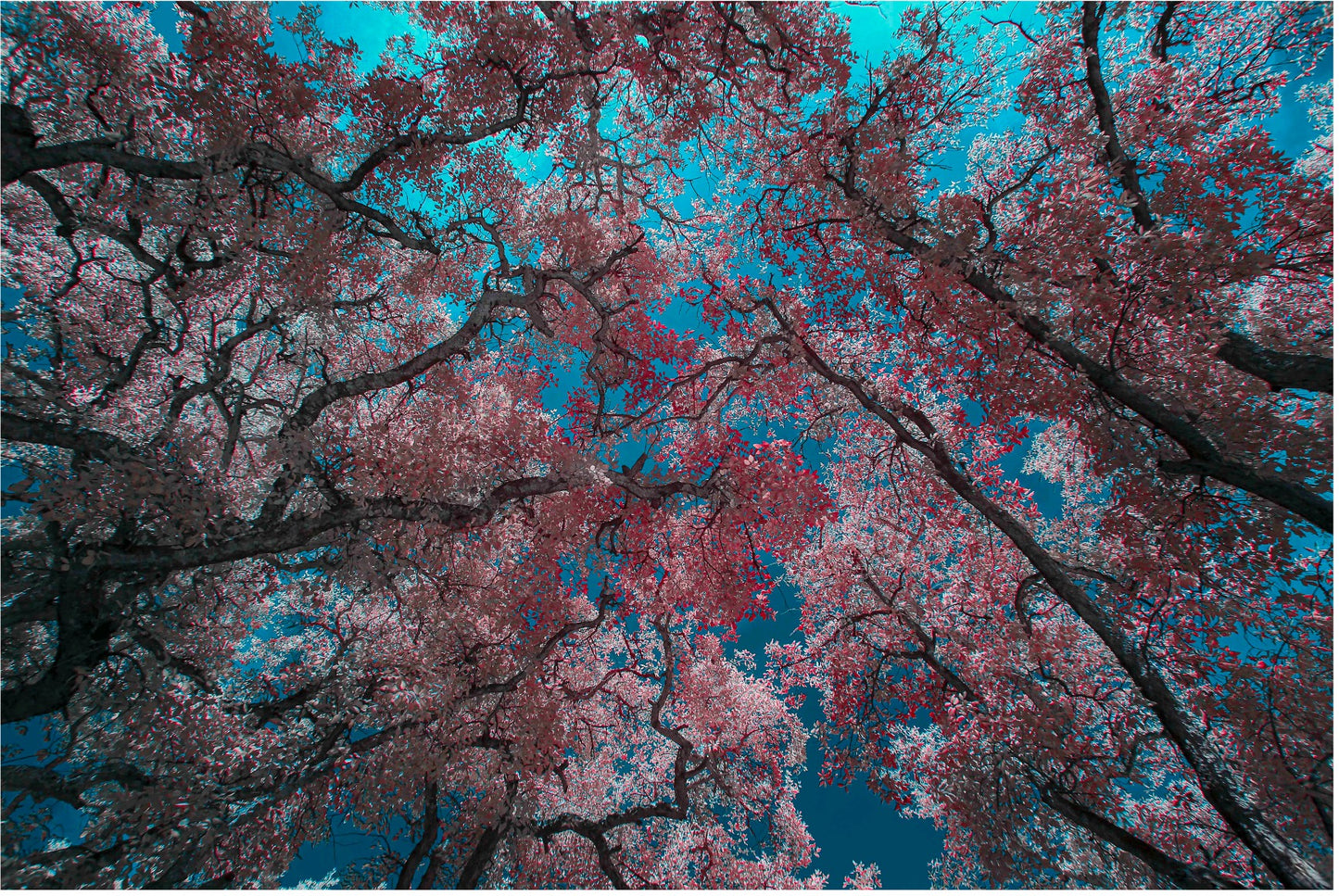 Elysian Peace..." by Celia Rogge