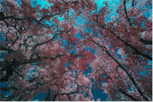 Elysian Peace..." by Celia Rogge