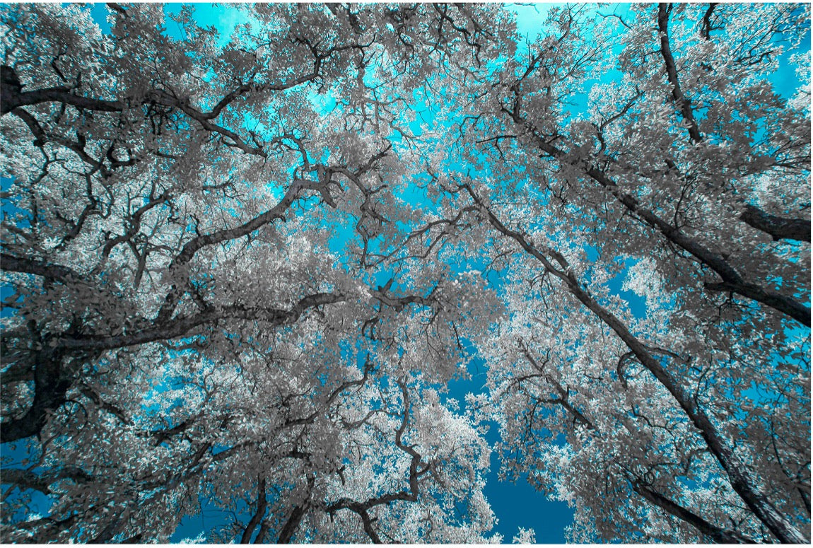 "Elysian Peace..." by Celia Rogge