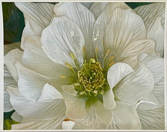 Peony by Judith Seligson - Mourlot Editions - Fine_Art - Poster - Lithograph - Wall Art - Vintage - Prints - Original