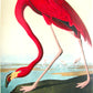 American Flamingo by John James Audubon, 1960 - Mourlot Editions - Fine_Art - Poster - Lithograph - Wall Art - Vintage - Prints - Original