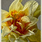 Frilly Daffodil by Judith Seligson - Mourlot Editions - Fine_Art - Poster - Lithograph - Wall Art - Vintage - Prints - Original