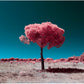 "Lollipop.." by Celia Rogge