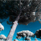 "Under the Canopy..." by Celia Rogge