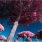 "Under the Canopy..." by Celia Rogge