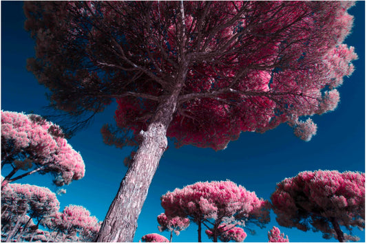 "Under the Canopy..." by Celia Rogge