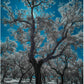 "Celestial Roots..." by Celia Rogge