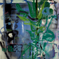 Transplanted by Robert Salmieri
