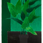 Arums au Fond Vert - Expo 90 by Bernard Cathelin, 1989 - Mourlot Editions - Fine_Art - Poster - Lithograph - Wall Art - Vintage - Prints - Original